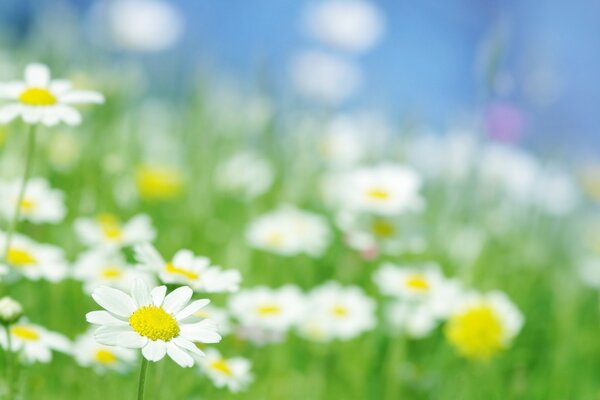 Summer landscape: chamomile field