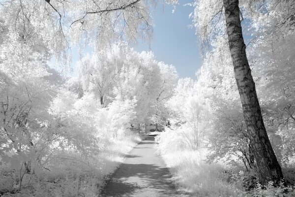 Paisagem de inverno, a natureza toda na neve