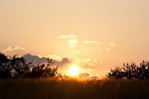 Golden wheat field at sunset