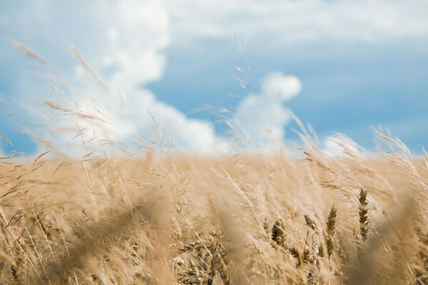 Champ avec des épillets dans le vent avec des Cumulus