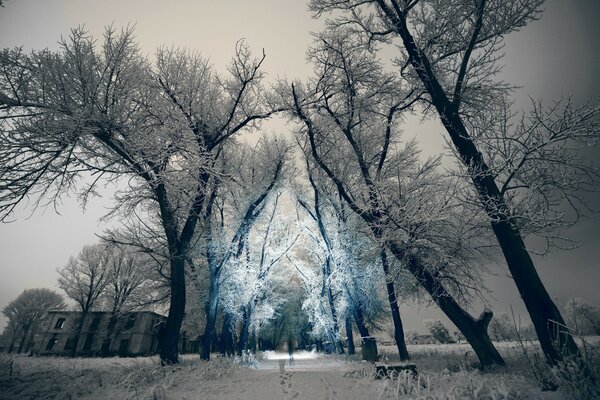 Century-old trees covered with frost