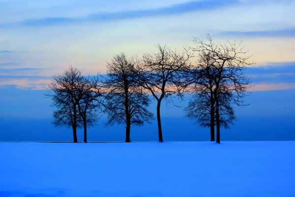 Schwarze Bäume auf blauem Schnee Hintergrund