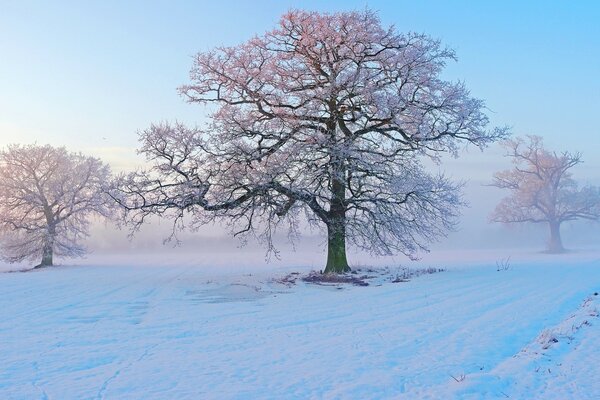 Kalter Nebel am Wintermorgen