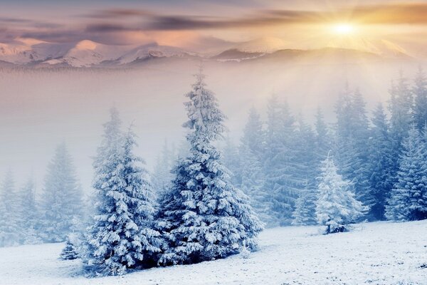 Tempo freddo, alberi spruzzati di neve