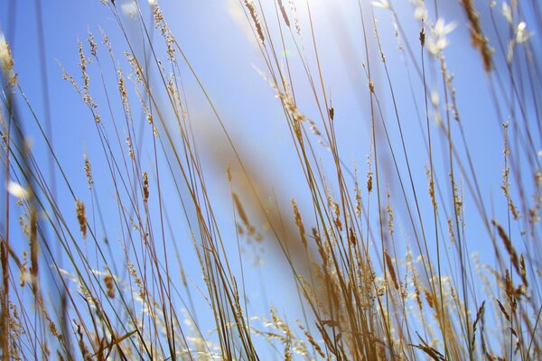 Rural field of wheat ears