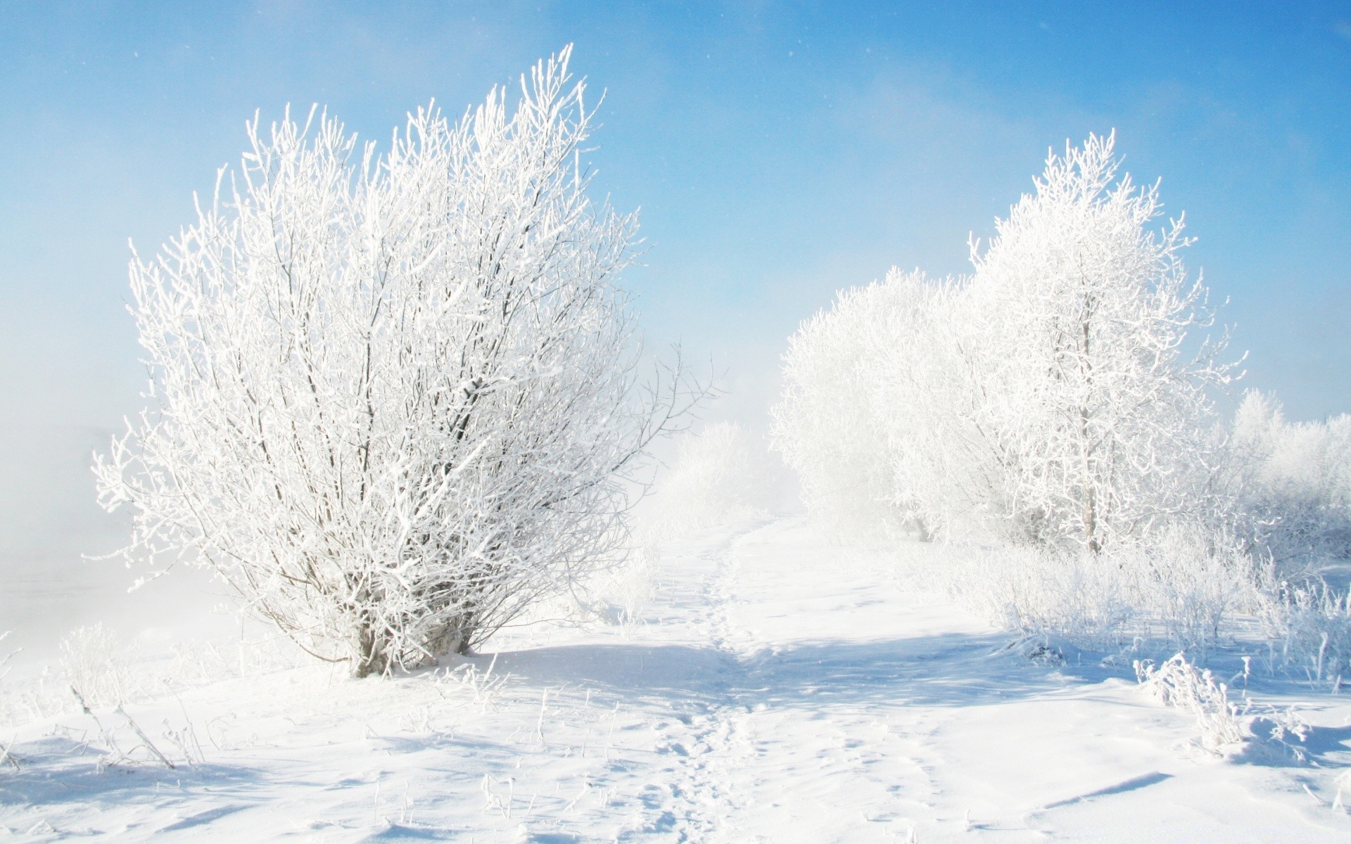 winter snow frost cold frozen weather season frosty landscape ice snow-white wood snowstorm tree christmas icy snowy nature