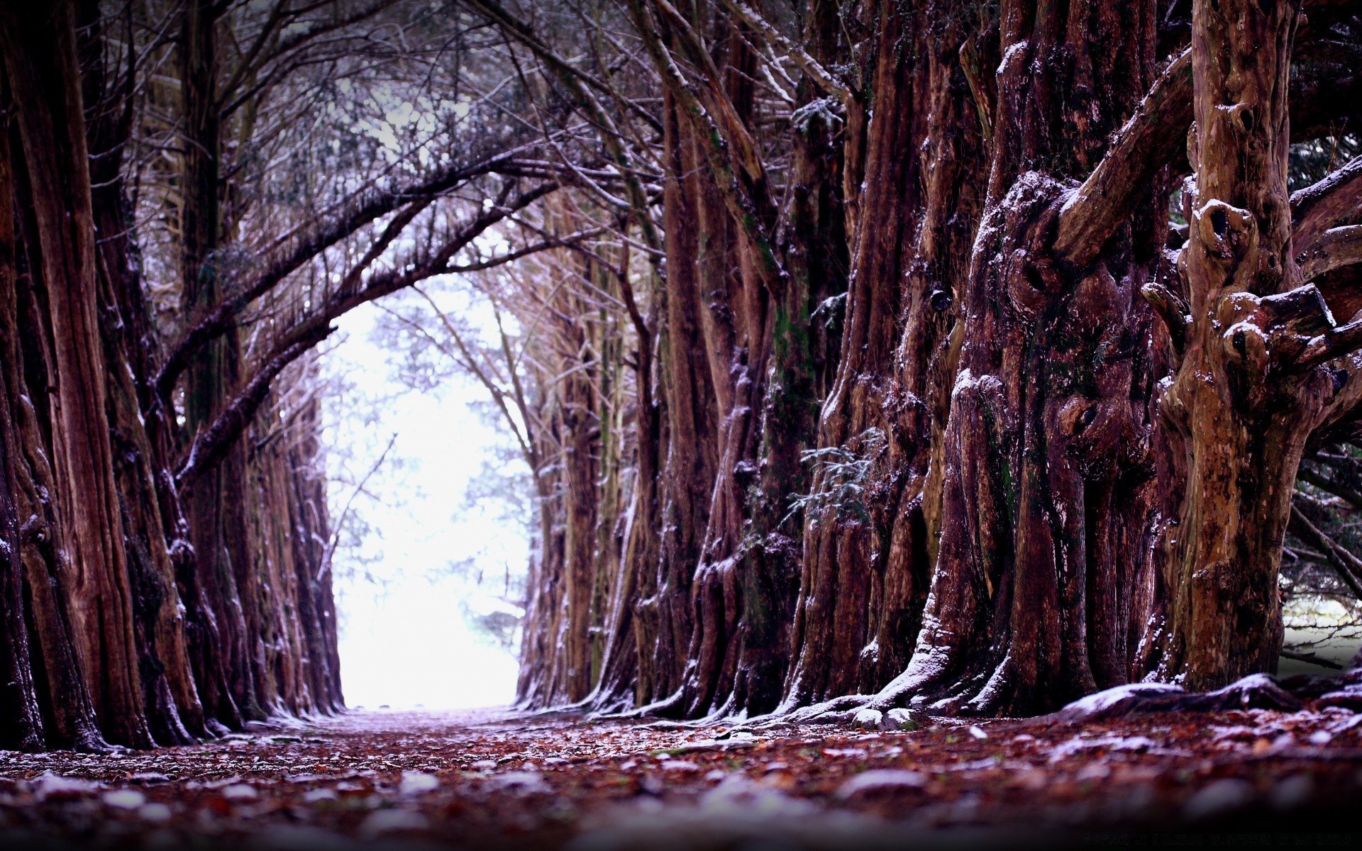 invierno árbol naturaleza madera escritorio viejo viajes paisaje parque al aire libre medio ambiente raíz luz flora