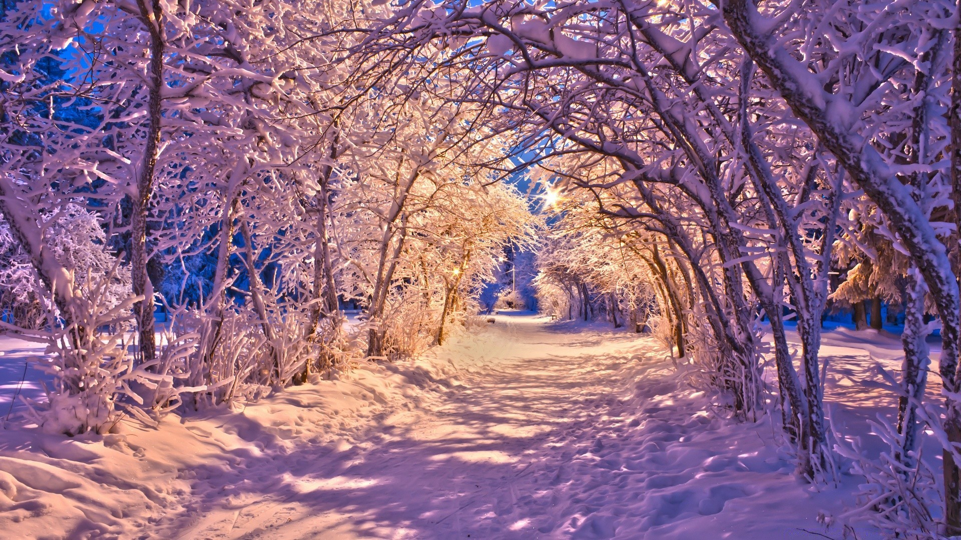 冬天 树 雪 树枝 景观 季节 木材 寒冷 风景如画 霜冻 自然 冰冻 公园 冰 好天气 舞台 户外 雪白 风景