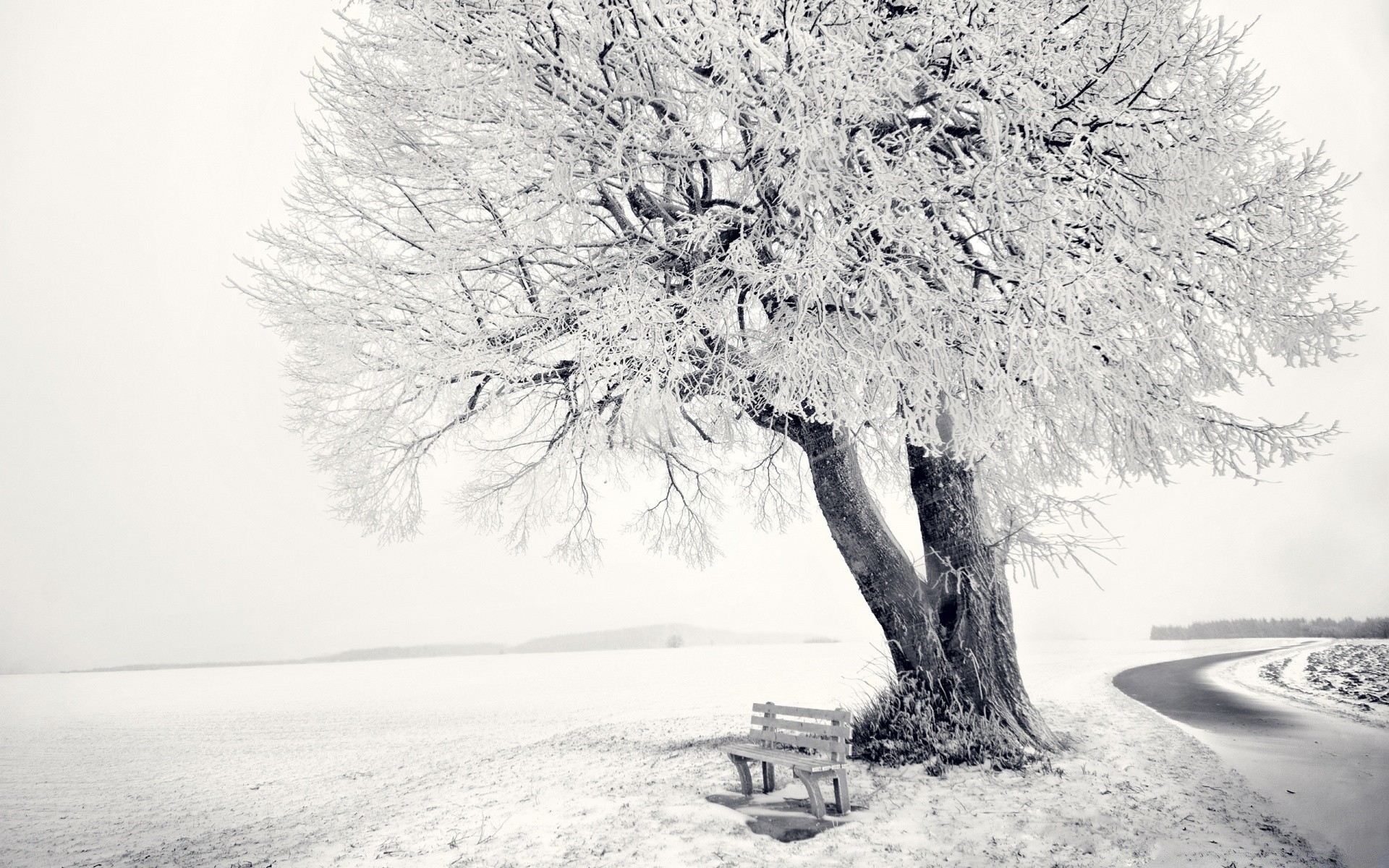 hiver neige gel bois froid congelé paysage branche glace saison bois météo tempête de neige givré