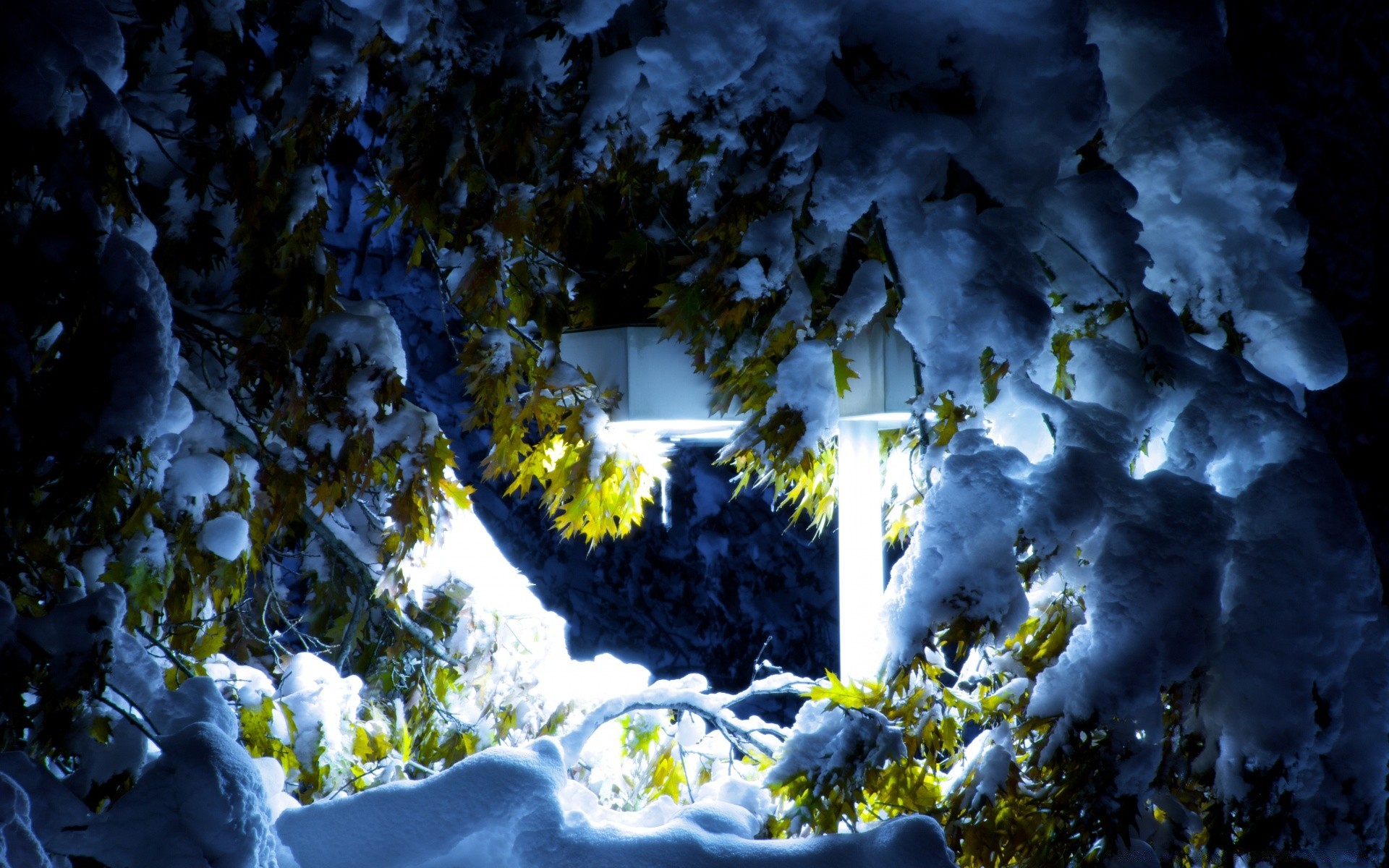 hiver en plein air arbre paysage eau lumière du jour nature