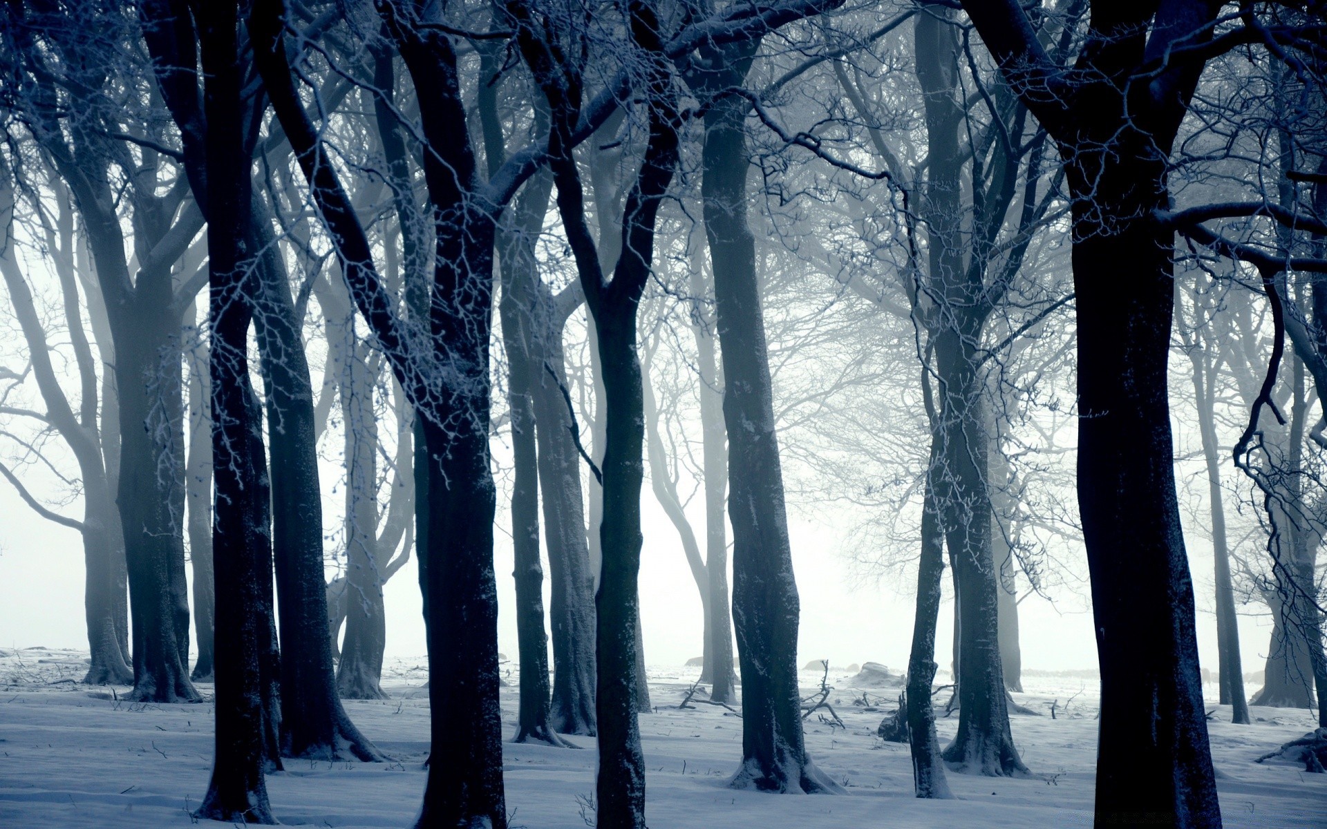 winter snow cold frost frozen tree landscape wood ice weather nature season fog frosty scenic