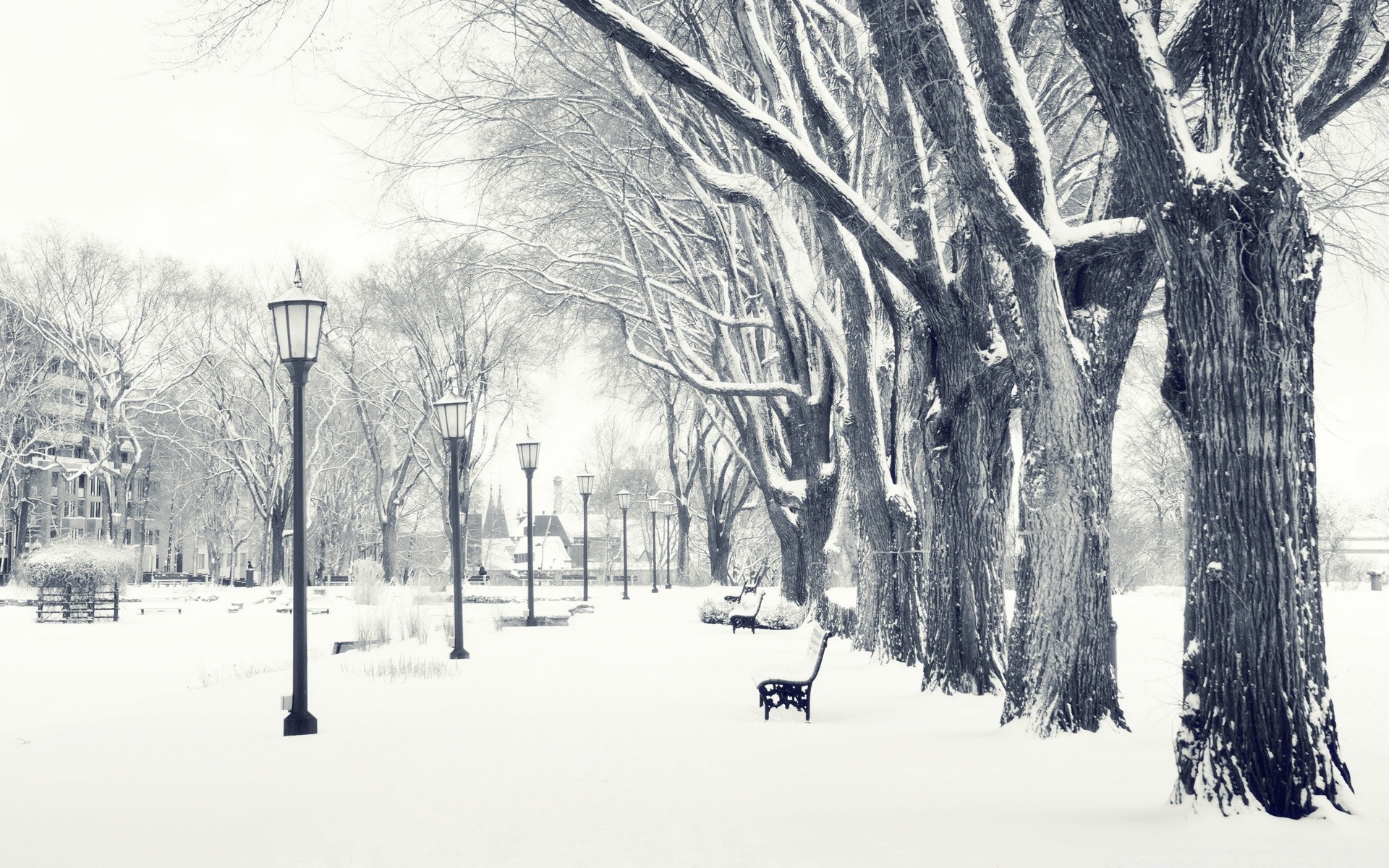 winter snow cold frost ice tree frozen wood season snowstorm landscape weather snow-white