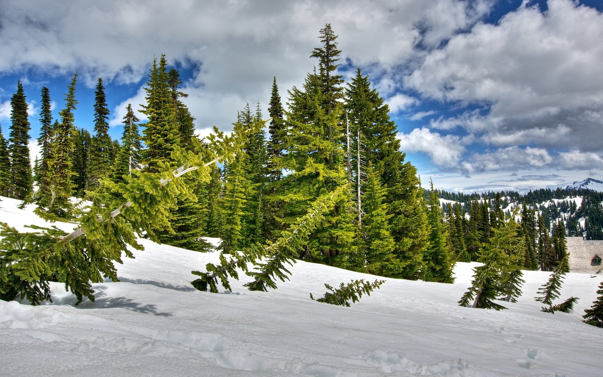 winter schnee holz berg malerisch landschaft baum kälte evergreen natur jahreszeit im freien nadelholz gutes wetter hügel