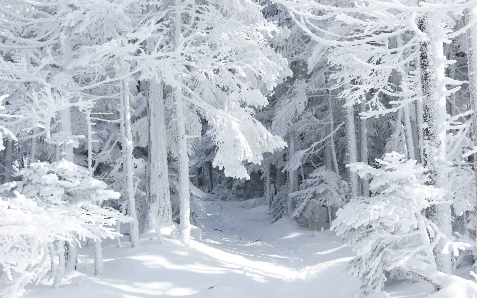 hiver neige froid gel glace congelé bois neigeux saison glacial montagnes givré nature météo paysage bois tempête de neige sapin neige-blanc