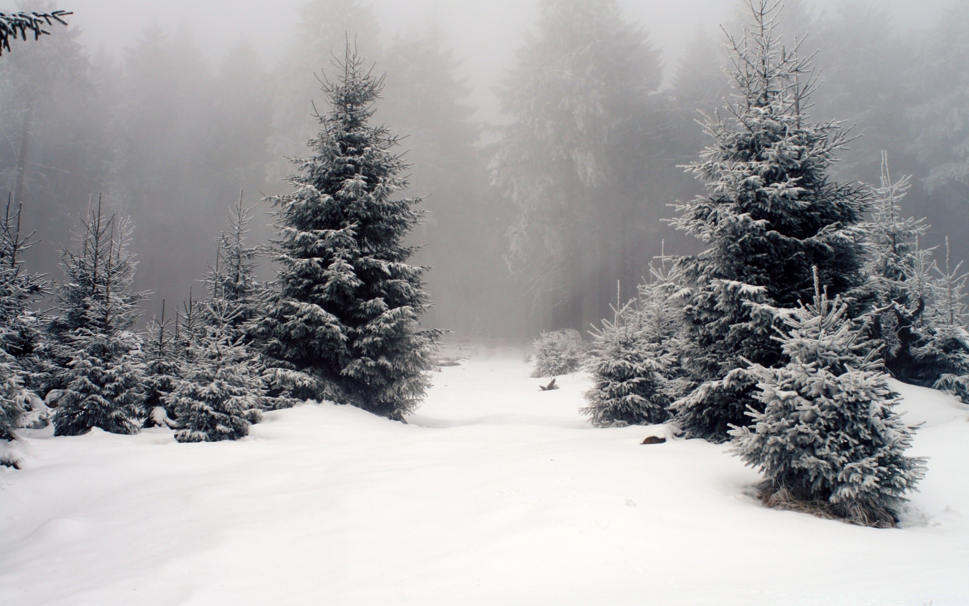 invierno nieve escarcha frío árbol pino congelado madera abeto evergreen hielo abeto niebla navidad tiempo tormenta de nieve coníferas temporada paisaje