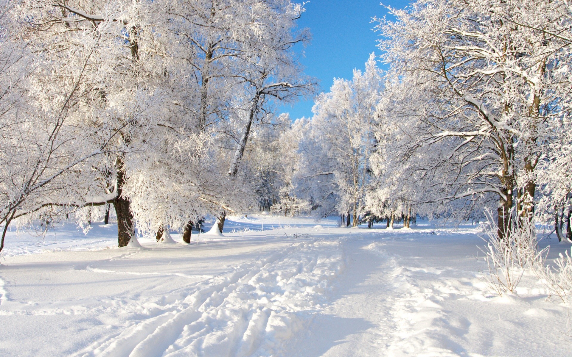 winter snow cold frost frozen tree wood season snowy weather landscape ice scenic frosty snowstorm snowdrift branch snow-white track scene