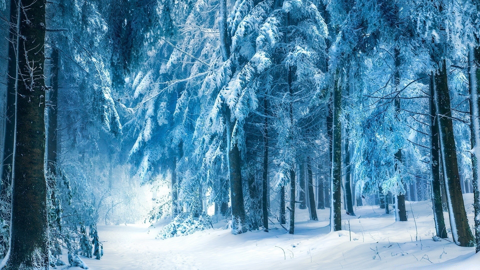 invierno nieve frío congelado escarcha hielo temporada helada madera paisaje naturaleza helado escénico árbol tiempo