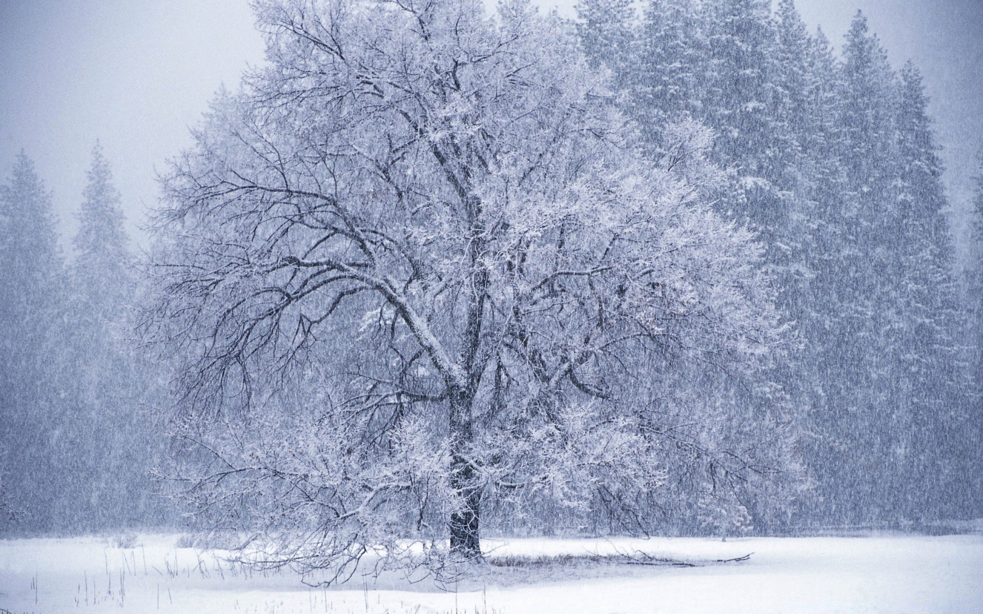 inverno árvore neve geada congelado névoa madeira paisagem frio tempo temporada natureza cênica gelado gelo ramo cena névoa gelo