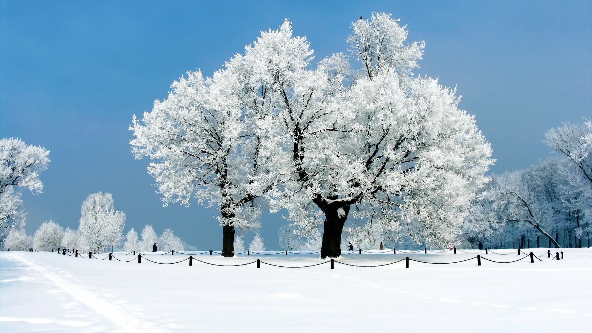 hiver neige froid gel arbre congelé saison paysage météo glace neigeux bois tempête de neige branche neige-blanc congère scénique givré scène