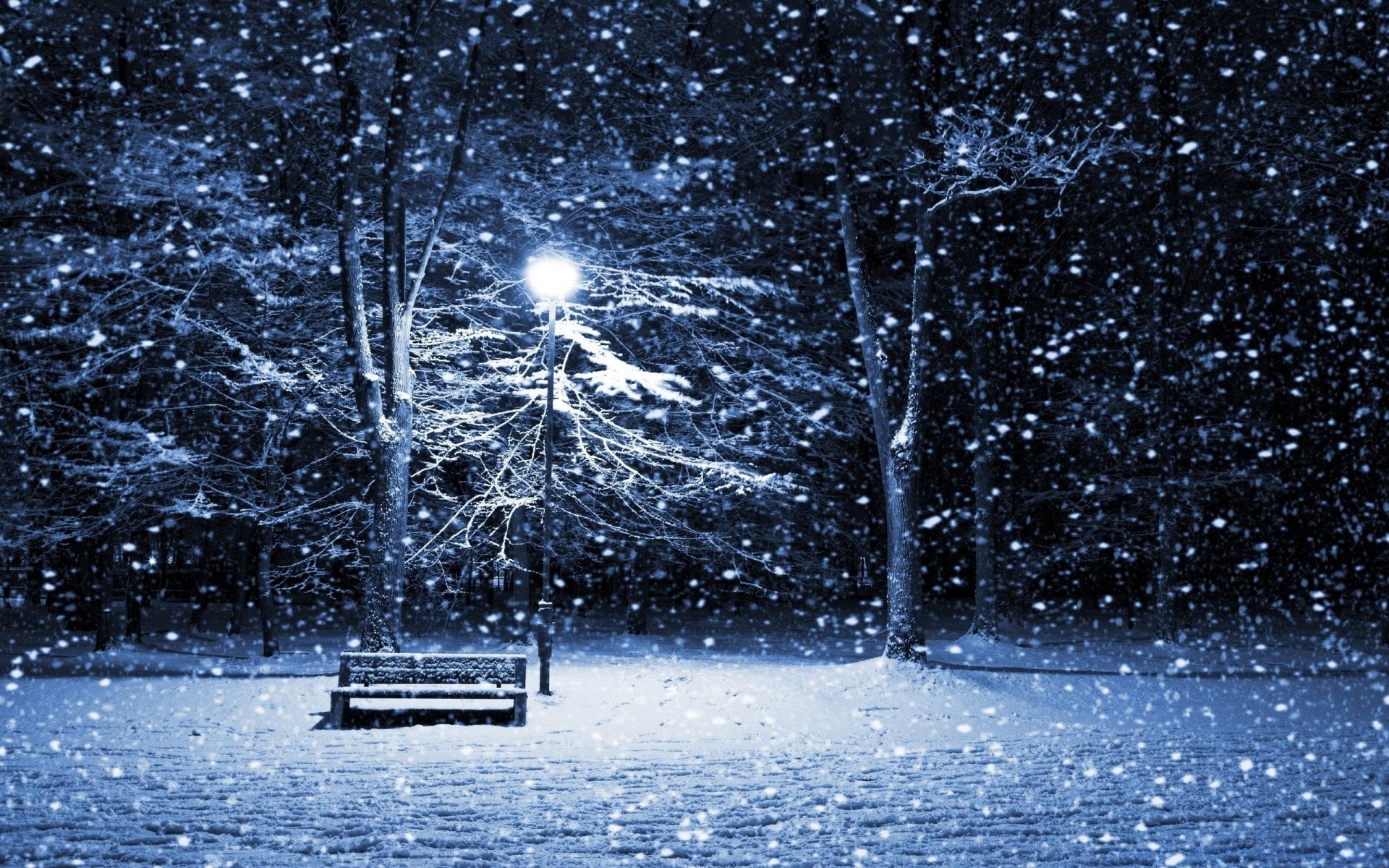 hiver neige nature froid saison arbre gel à l extérieur congelé glace météo eau