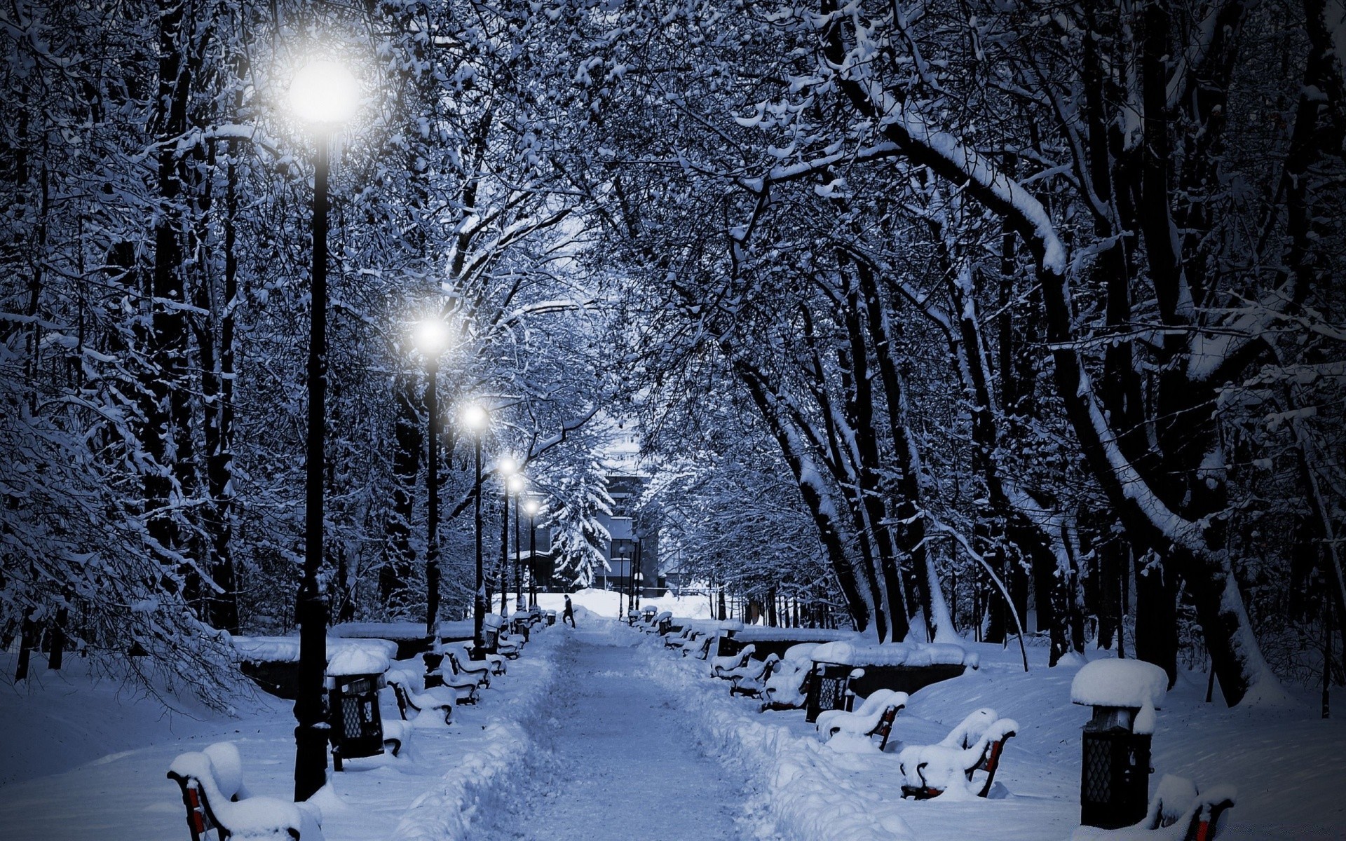 inverno neve freddo gelo congelato albero ghiaccio legno stagione tempesta di neve tempo nebbia nevoso gelido neve-bianco natura paesaggio ramo