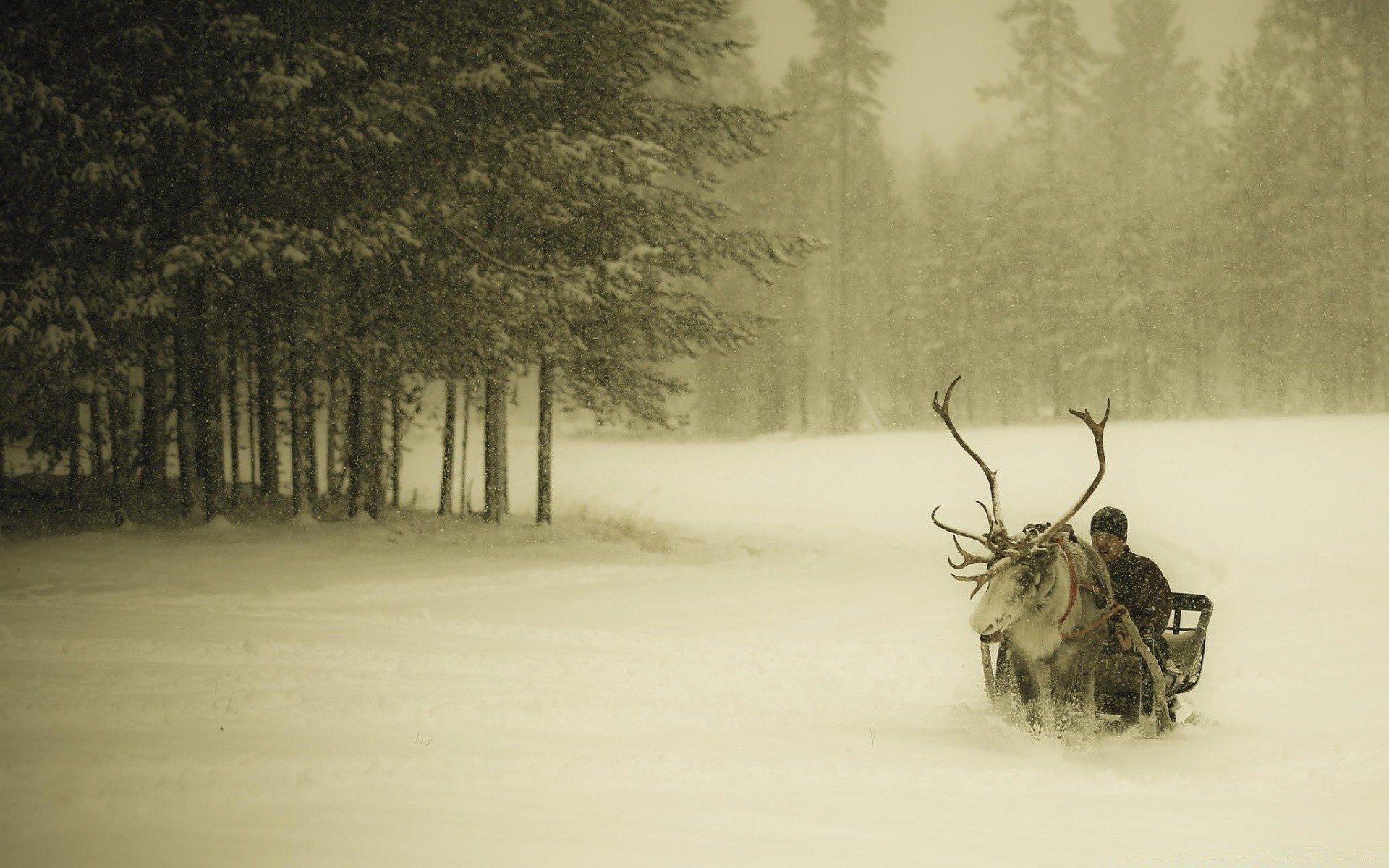 winter snow wood tree fog deer cold landscape