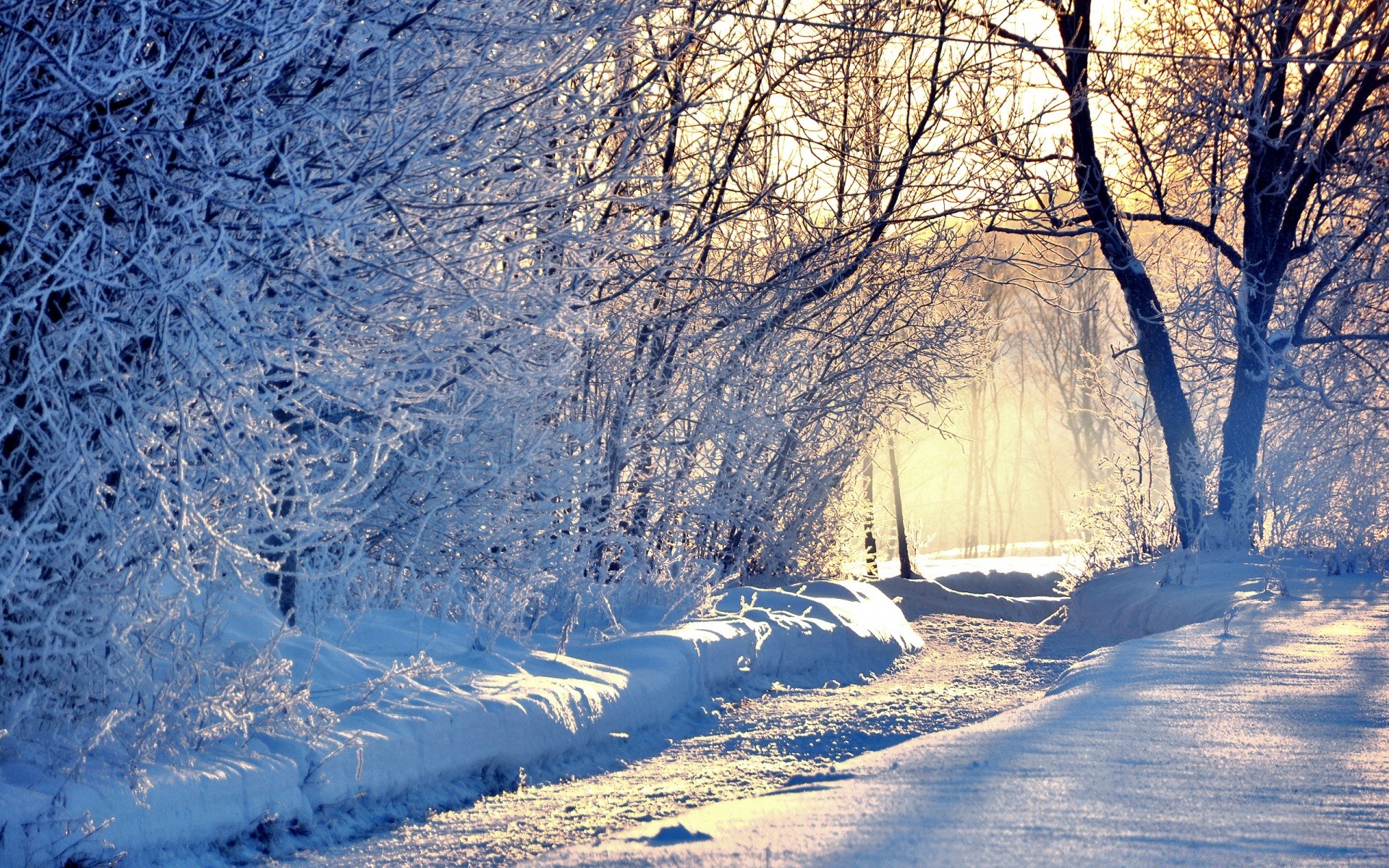 winter snow cold frost landscape ice frozen wood season tree nature weather scenic outdoors frosty