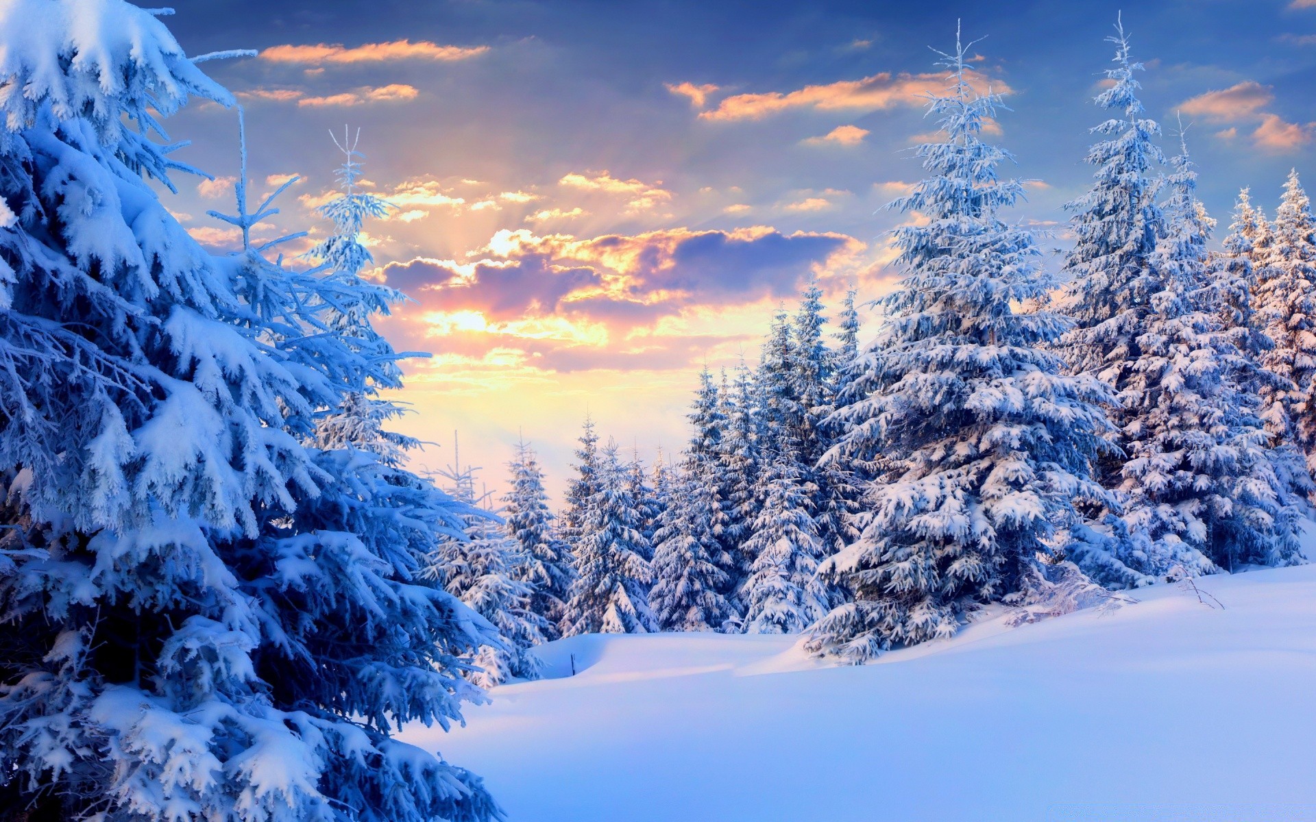 winter snow cold frost wood scenic landscape mountain ice frozen season tree nature fair weather evergreen