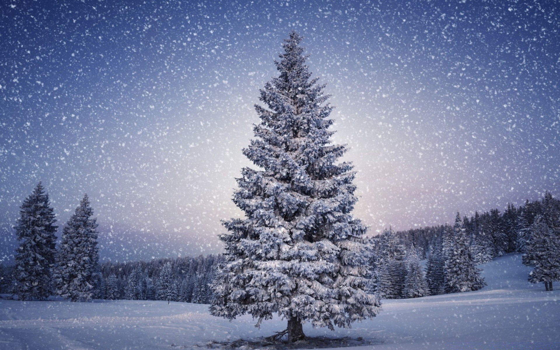 hiver neige gel froid arbre congelé glace evergreen bois conifères saison noël météo sapin paysage pin scénique givré sapin