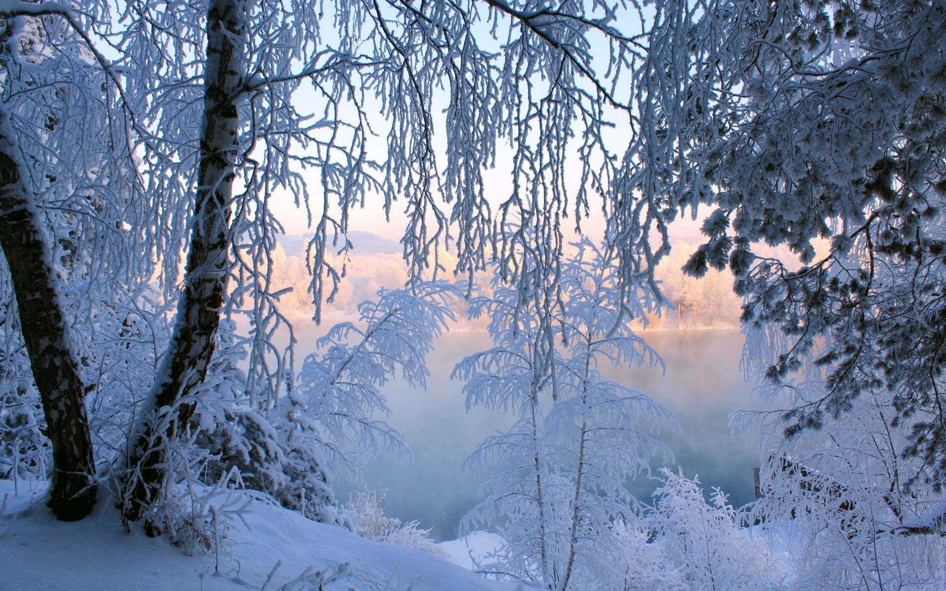 winter snow cold frost wood tree frozen weather ice landscape season scenic nature frosty snow-white fair weather icy