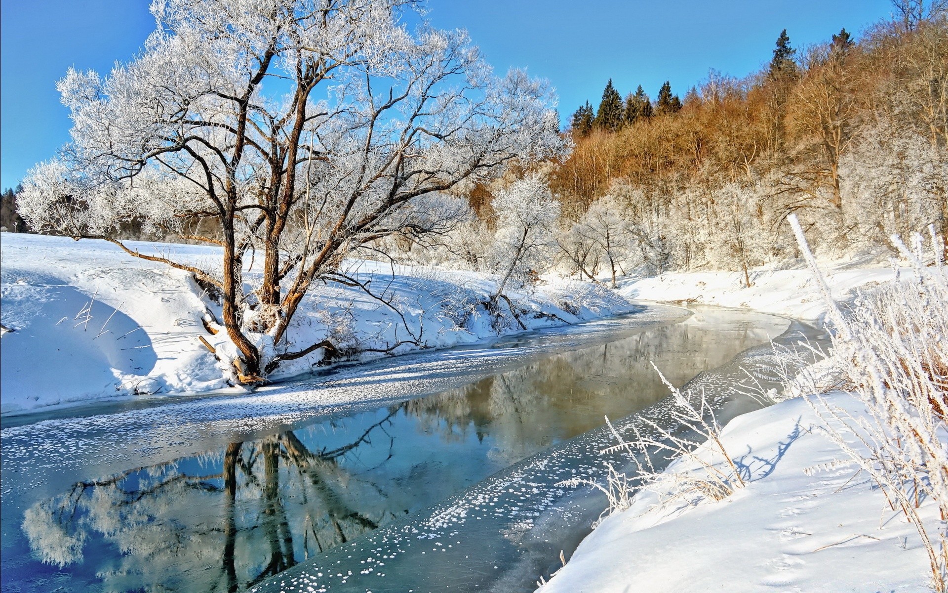 winter snow cold frost frozen ice landscape wood tree nature season scenic weather scene snow-white outdoors icy fair weather frosty