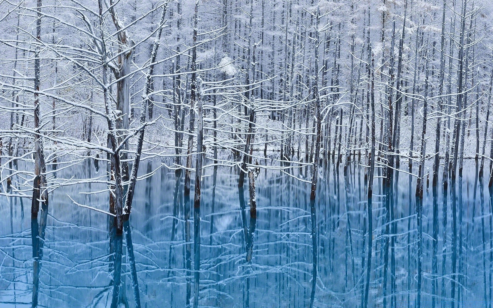 hiver neige gel froid bois nature glace congelé saison arbre météo paysage à l extérieur neige-blanc branche glacial givré