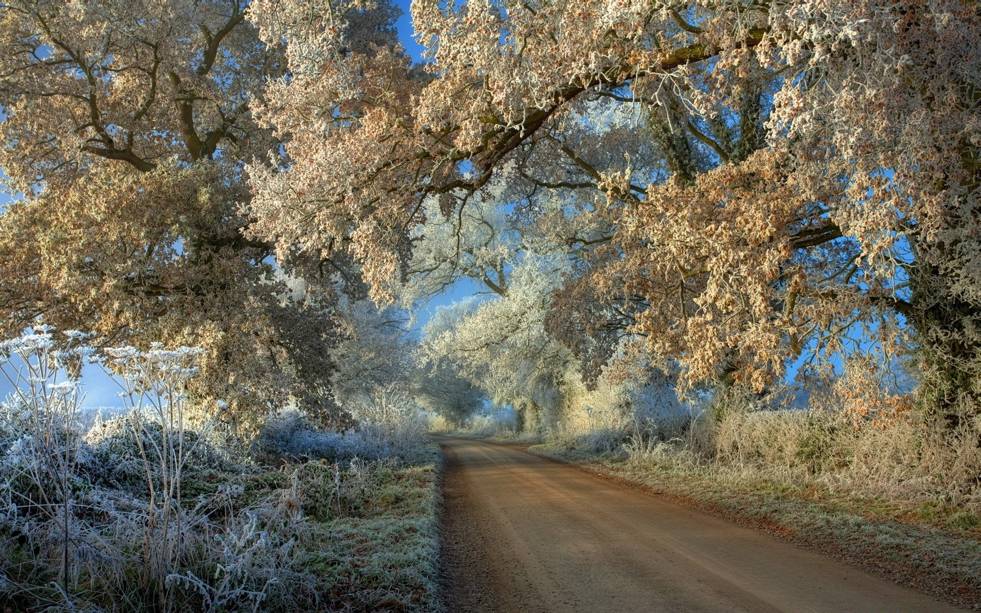 inverno albero paesaggio natura legno all aperto stagione autunno ramo scenic park rurale guida strada cielo ambiente foglia flora