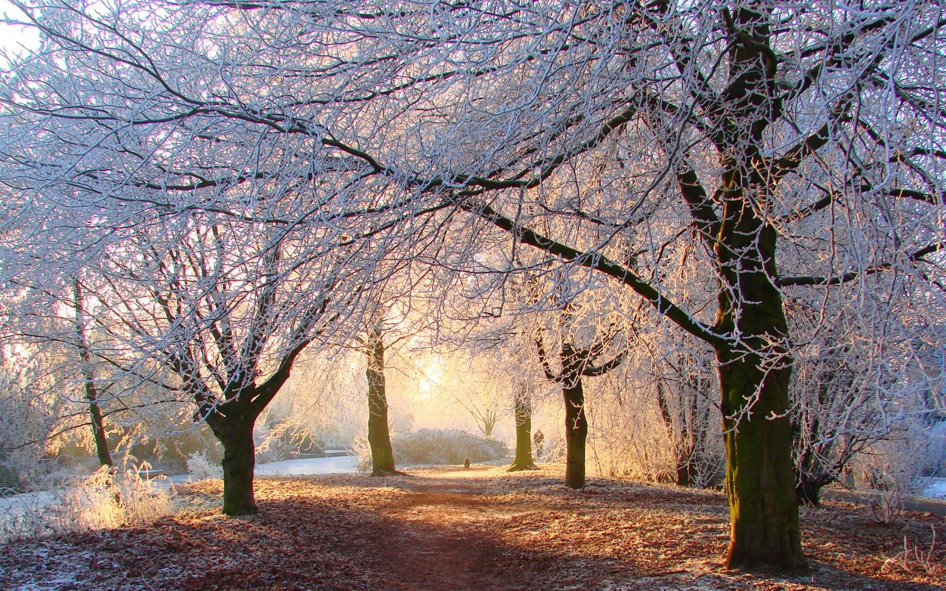 winter tree branch fall landscape season park wood nature scenic dawn leaf outdoors scenery guidance scene countryside fog environment