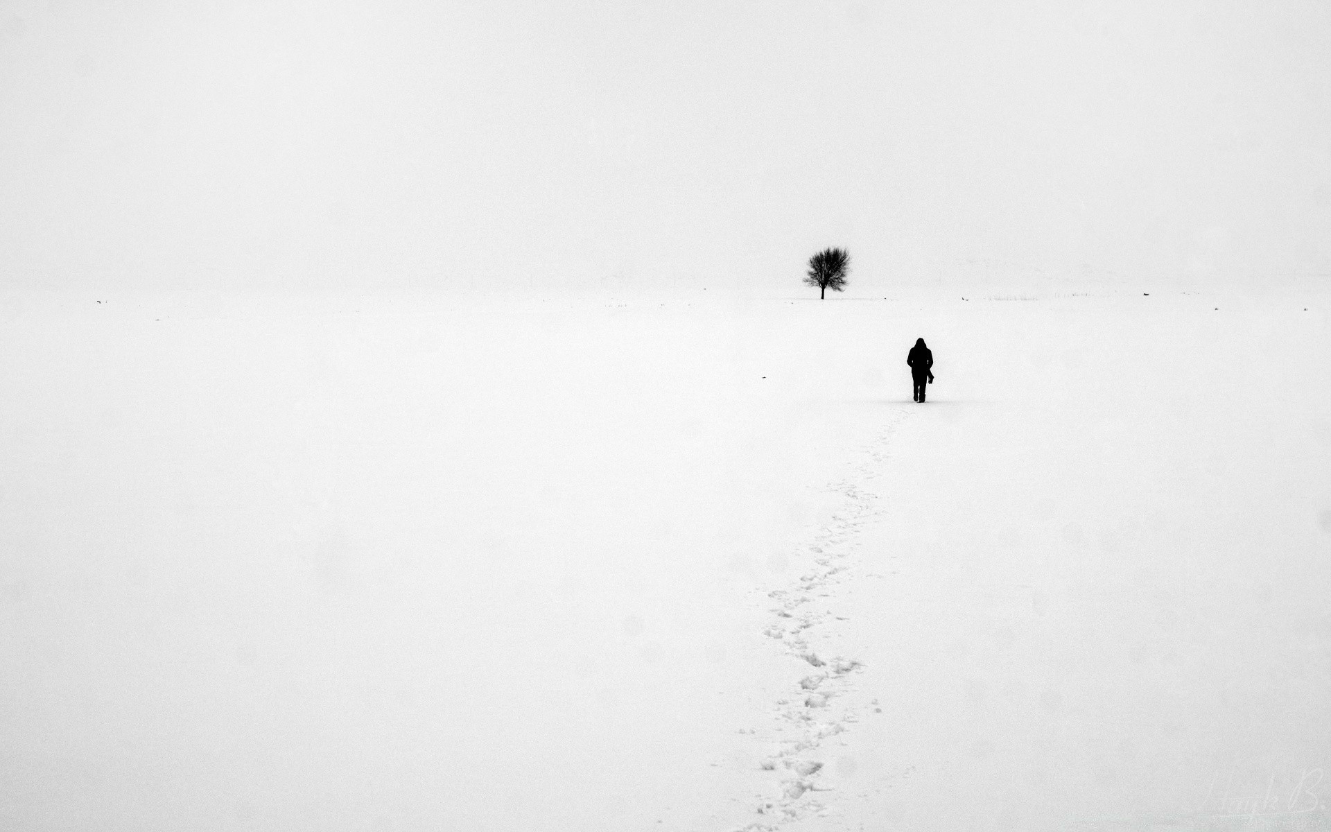 hiver neige froid paysage à l extérieur action glace brouillard météo lumière du jour un oiseau tempête ciel adulte plage voyage