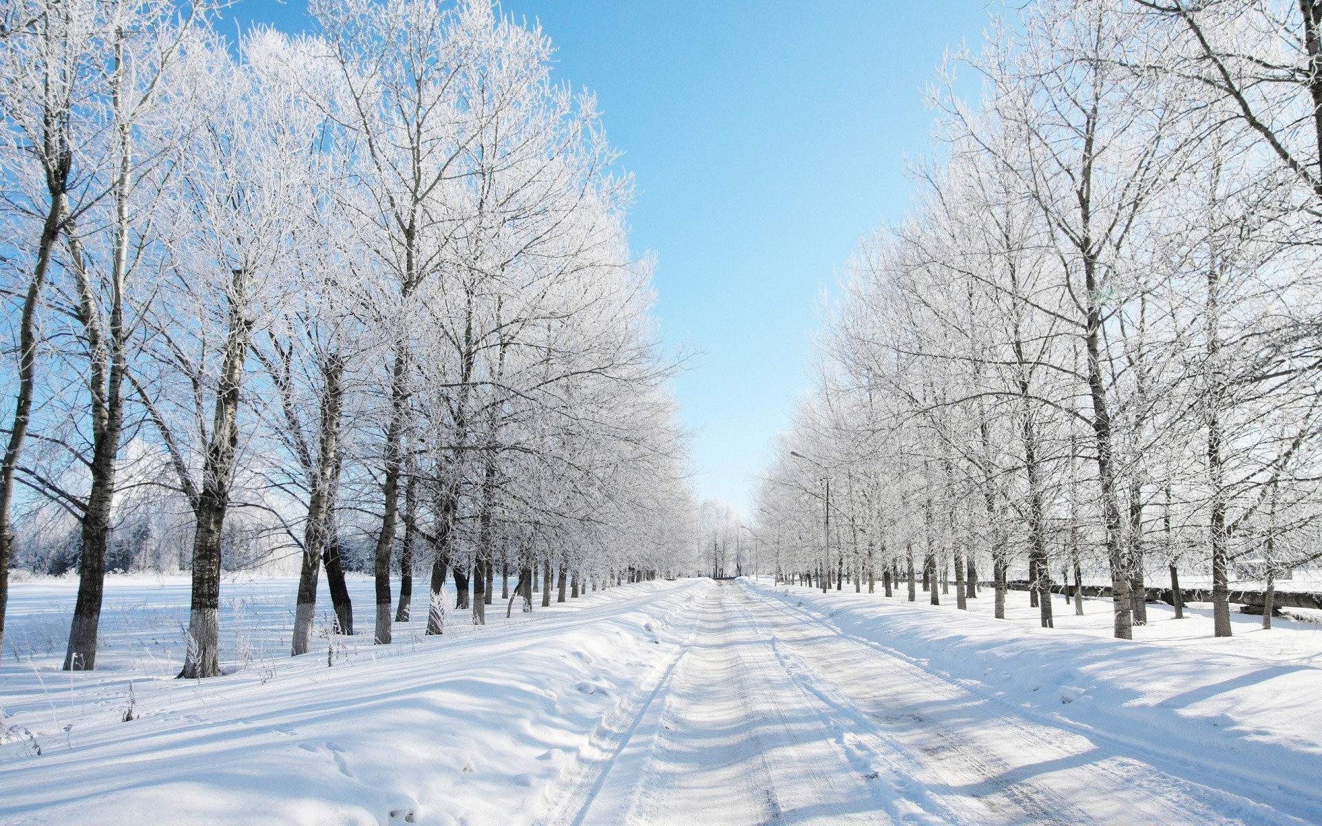 hiver neige froid gel congelé arbre saison météo paysage bois glace tempête de neige neigeux route neige-blanc scénique guide branche scène givré