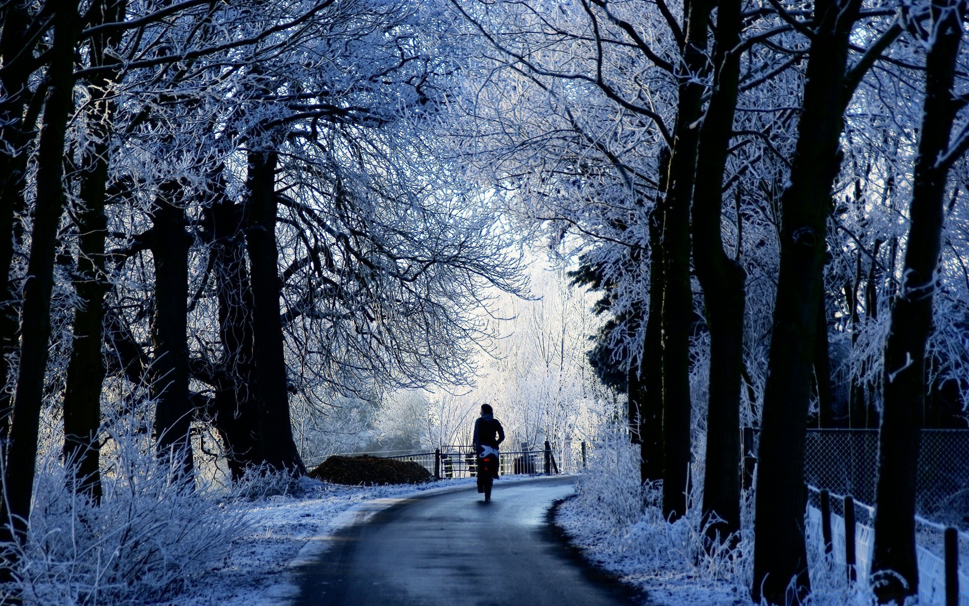 hiver neige bois froid bois gel paysage congelé brouillard glace scénique parc météo saison brouillard branche guide aube route ruelle