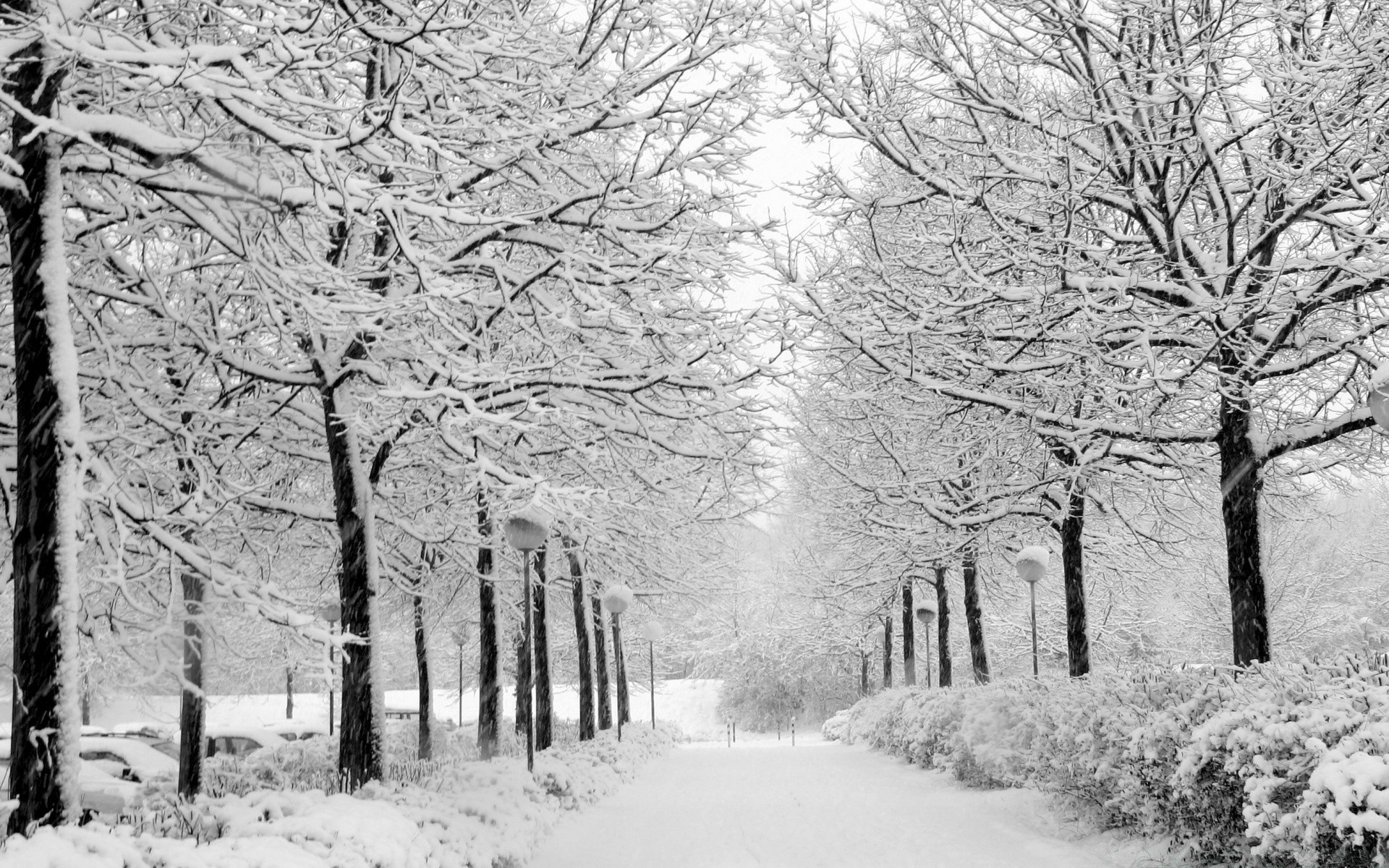 hiver neige gel bois froid congelé bois saison branche glace météo paysage tempête de neige brouillard givré neigeux parc route neige-blanc