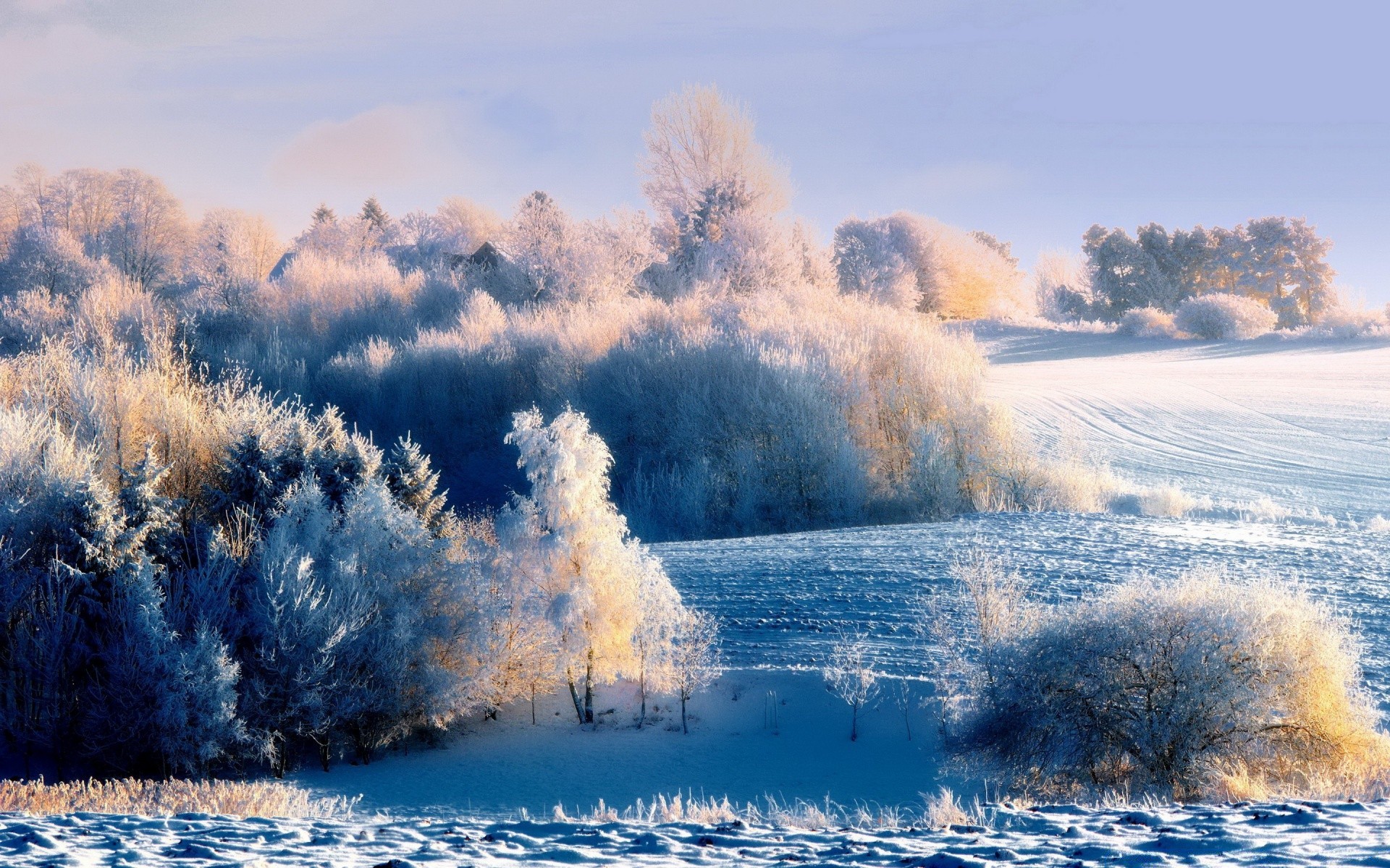 hiver neige paysage gel congelé nature froid temps saison glace bois scénique bois beau temps à l extérieur ciel eau aube brouillard