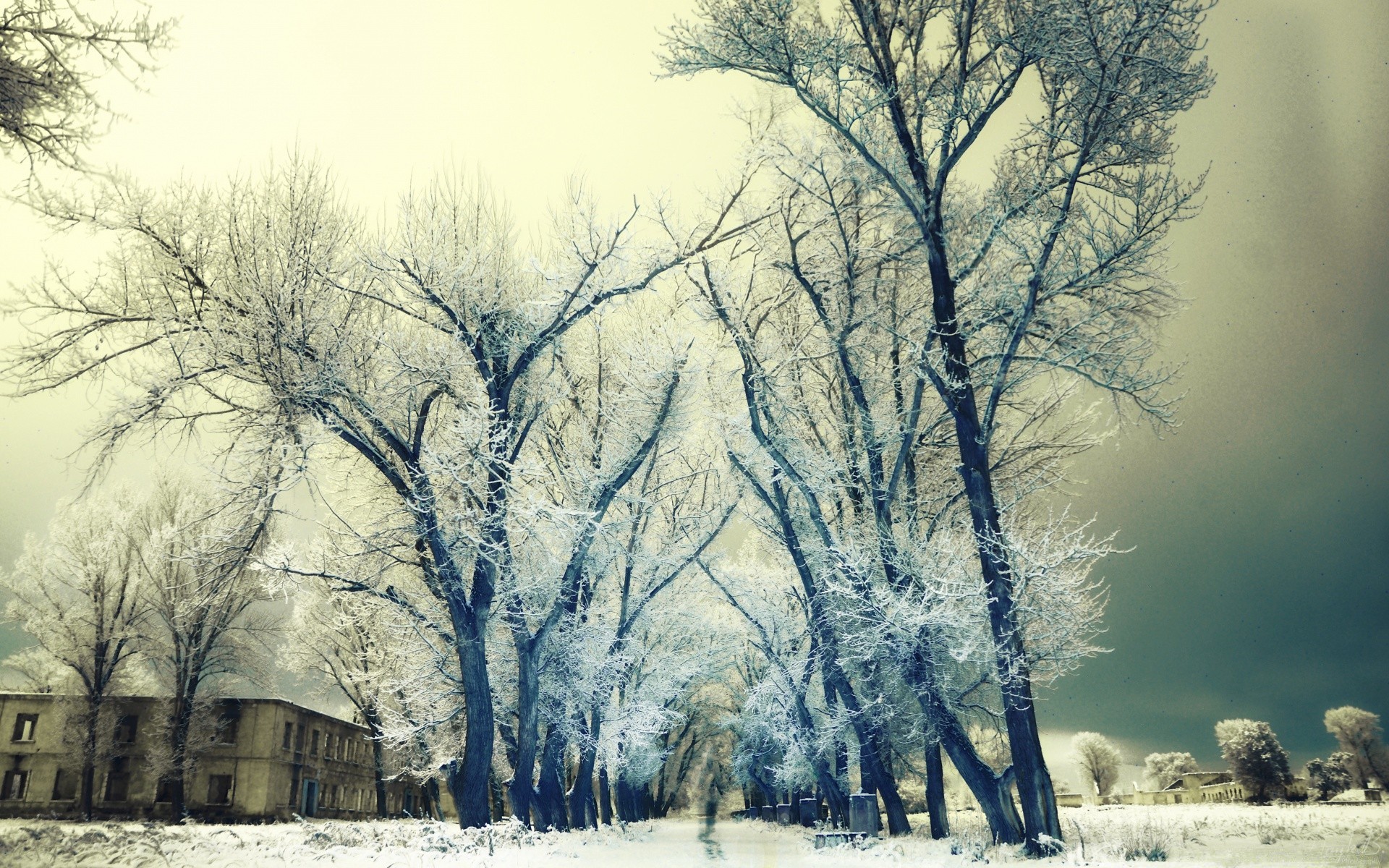 inverno neve gelo freddo albero congelato legno ghiaccio nebbia paesaggio alba tempo gelo stagione natura campagna nebbia ramo parco