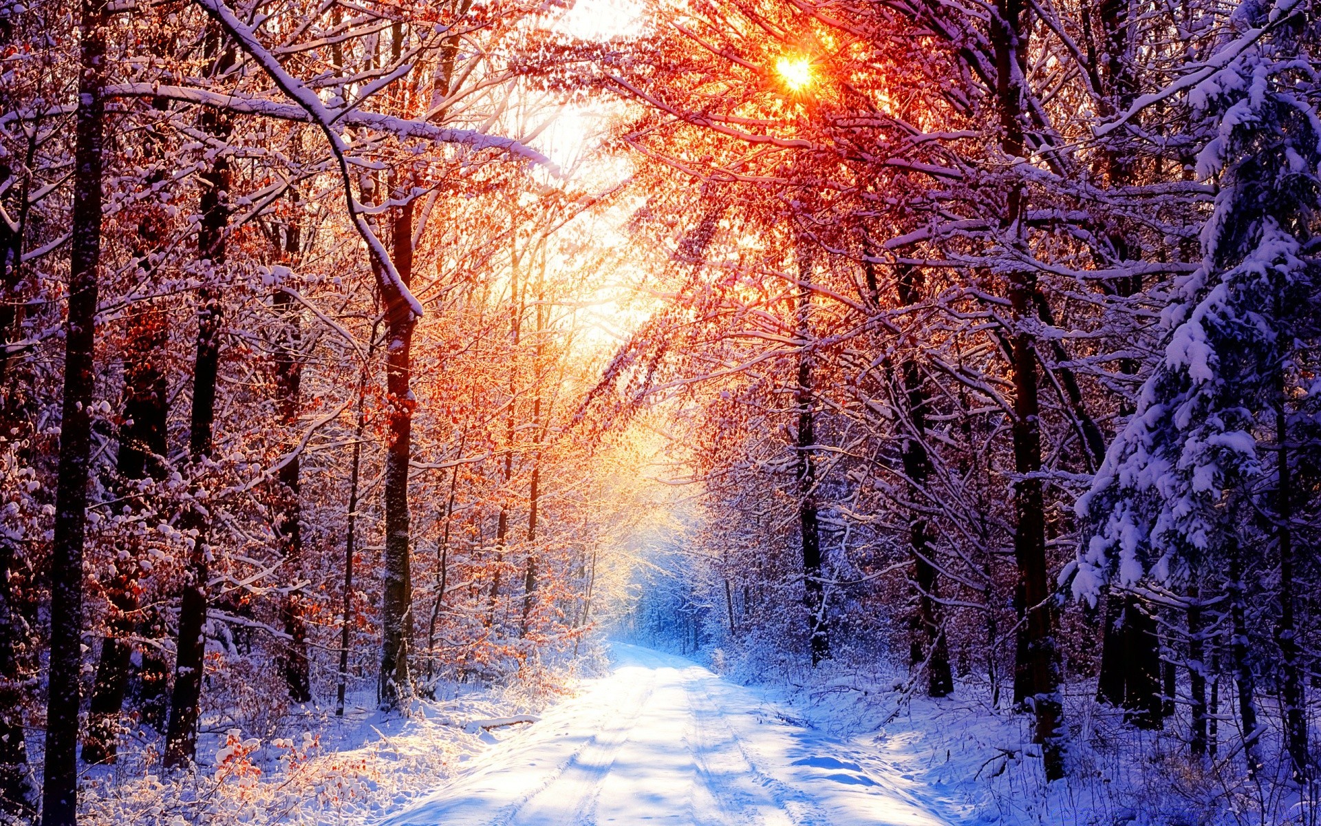 winter snow wood tree cold frost season landscape nature branch dawn fall park fair weather scenic fog ice frozen weather