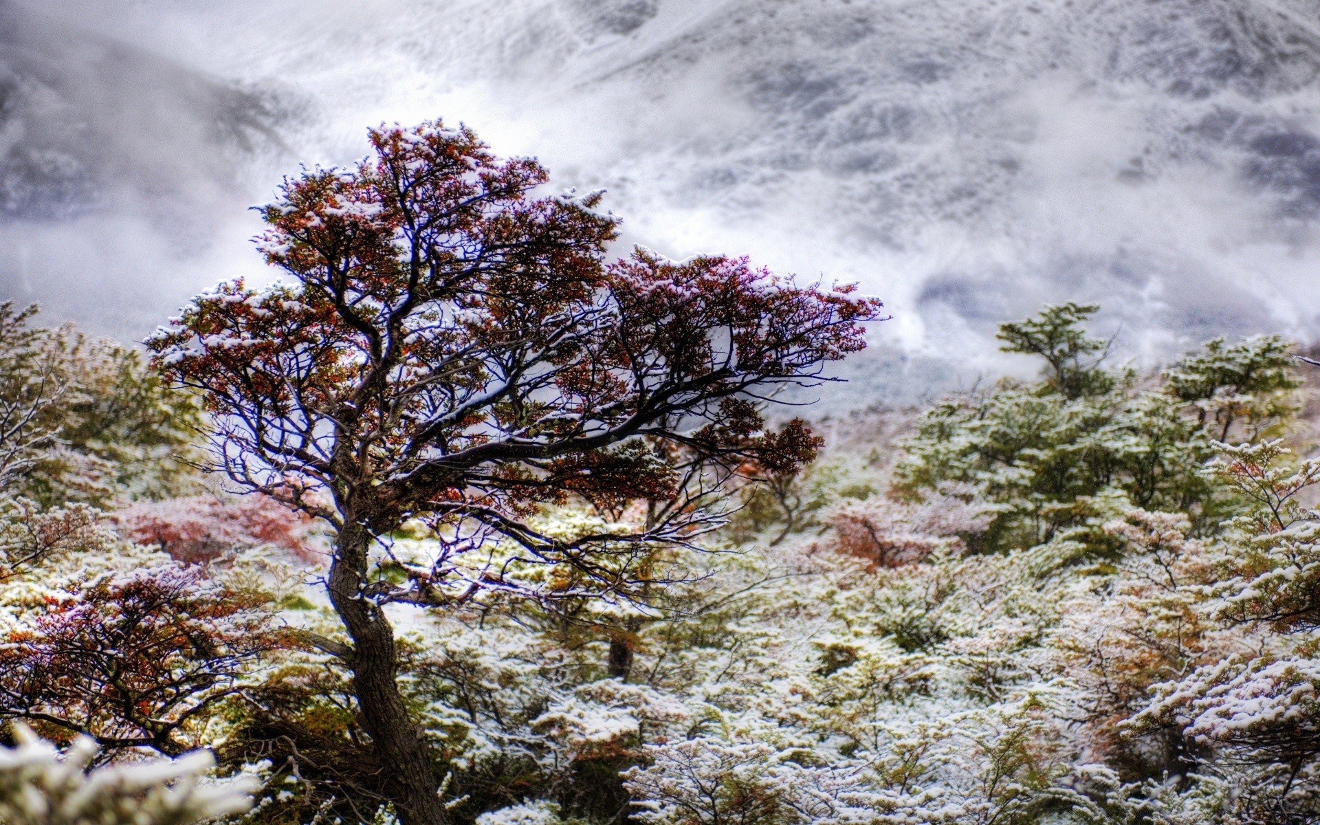 winter landscape nature tree outdoors wood scenic season sky travel park flora mountain scenery