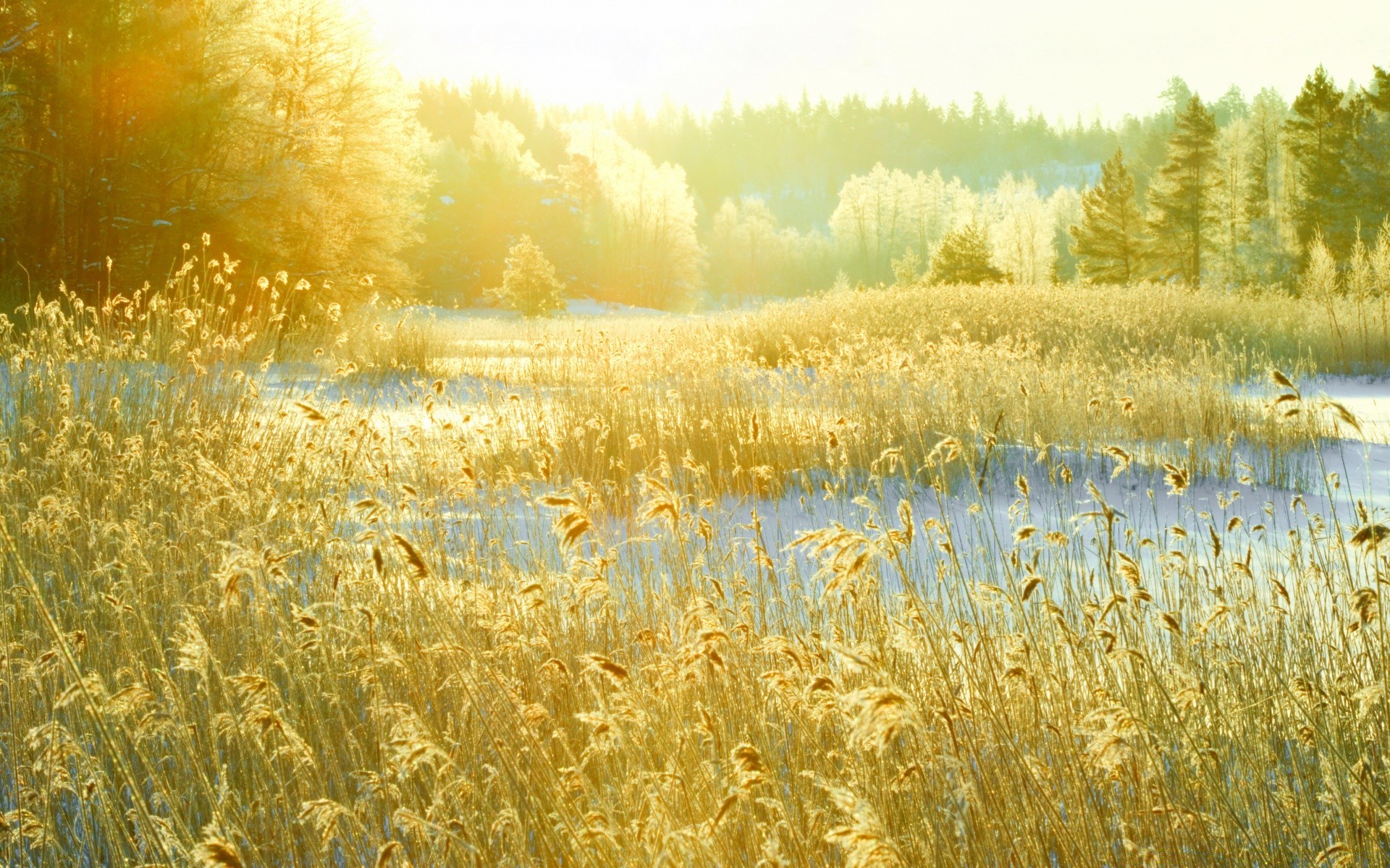 winter des ländlichen raums feld flocken natur weide weizen sommer im freien gutes wetter landschaft landwirtschaft sonne saison mais ernte land gras ackerland