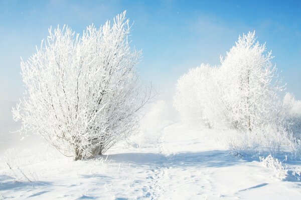 Frostiger kalter Winter und weißer Schnee