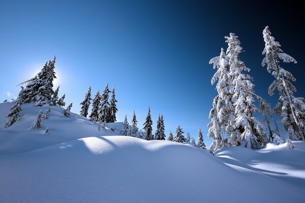 Épinette de neige dans les congères