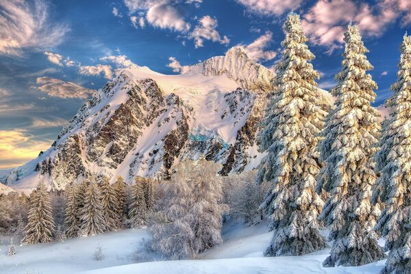 雪山在冬季森林的背景