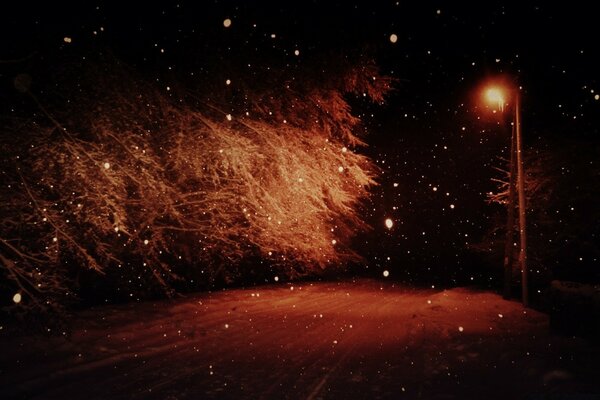 Parque de invierno. Noche de invierno