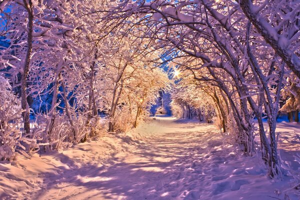 Arch of trees in cold winter