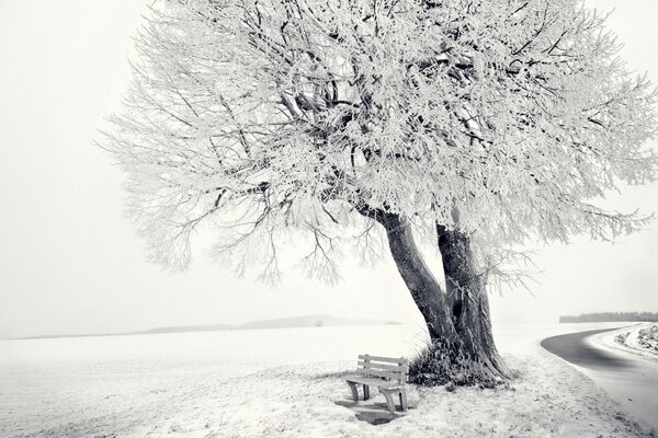 Árbol de nieve en invierno helado