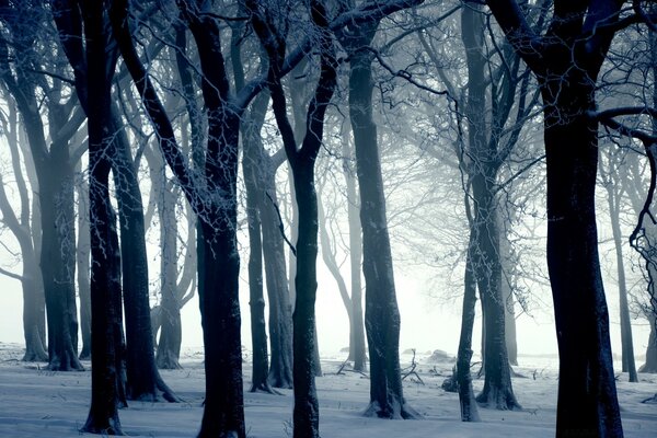 C est effrayant d être dans une telle forêt en hiver